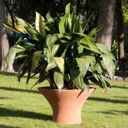 Terracotta Vase Giacomo